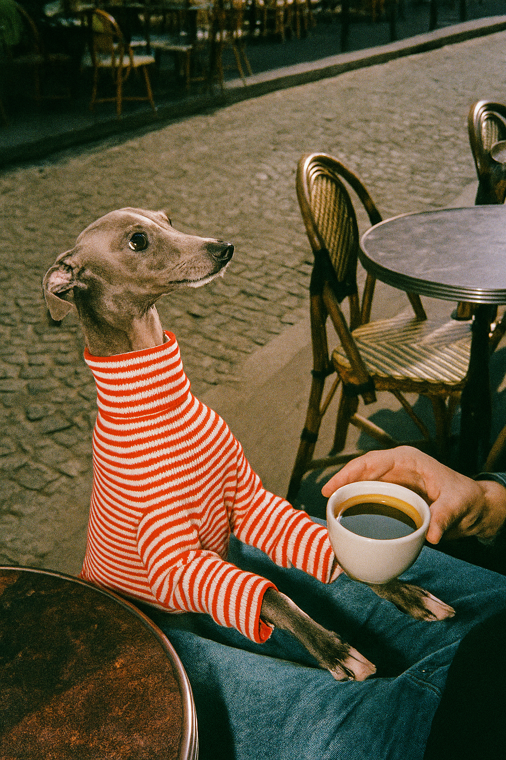 Col roulé WHIPPETS