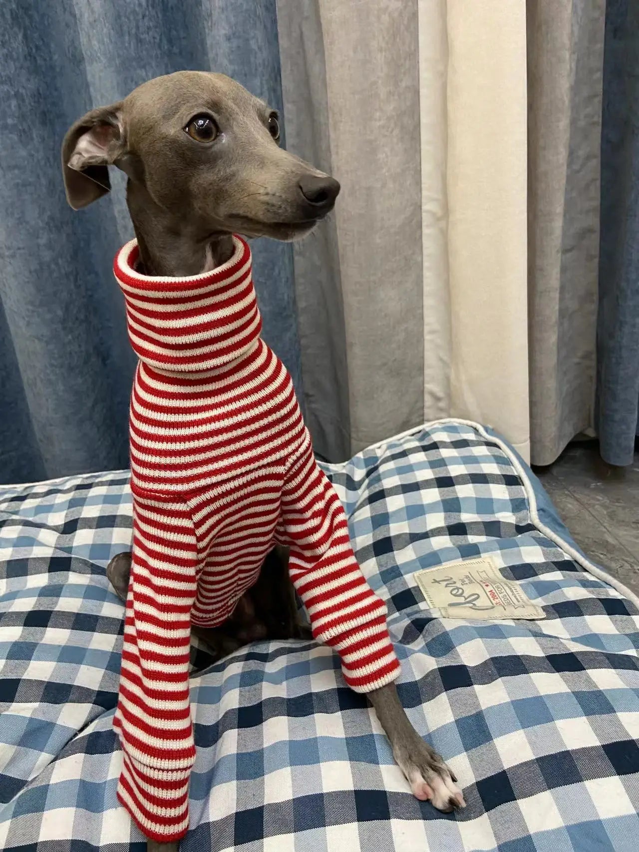 Col roulé WHIPPETS