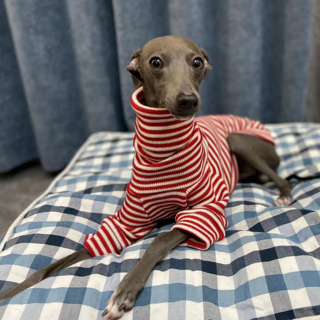 Col roulé WHIPPETS