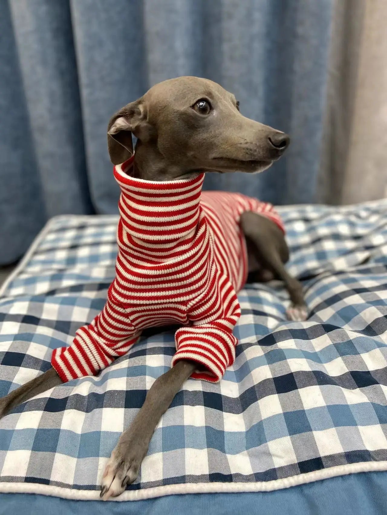 Col roulé WHIPPETS